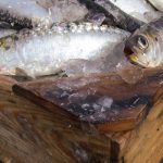 Análisis microbiológico de los envases de madera para pescado