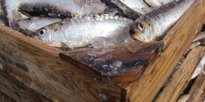 Análisis microbiológico de los envases de madera para pescado